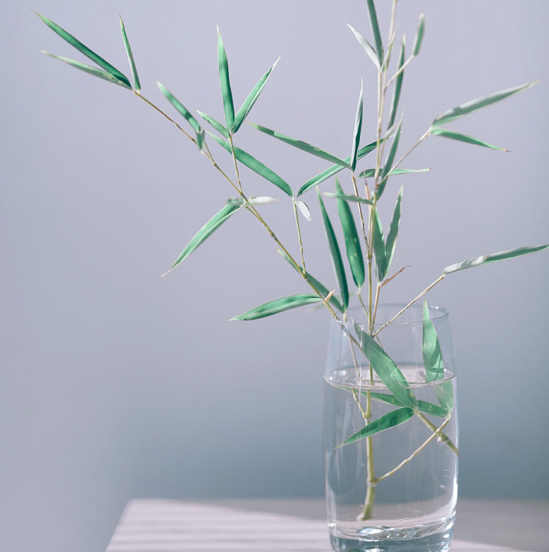 Plant in clear vase of water