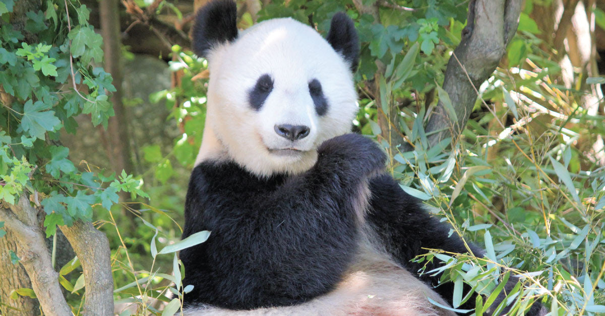 A panda in forest