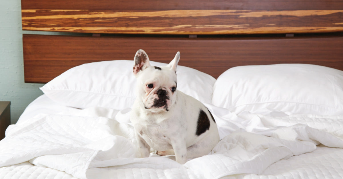 French Bulldog sitting on bed with white sheets