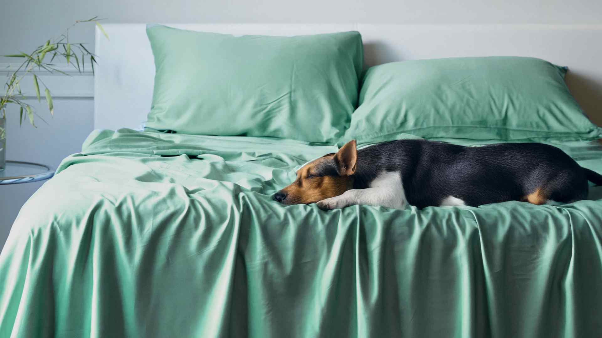 dog laying on BedVoyage sheets