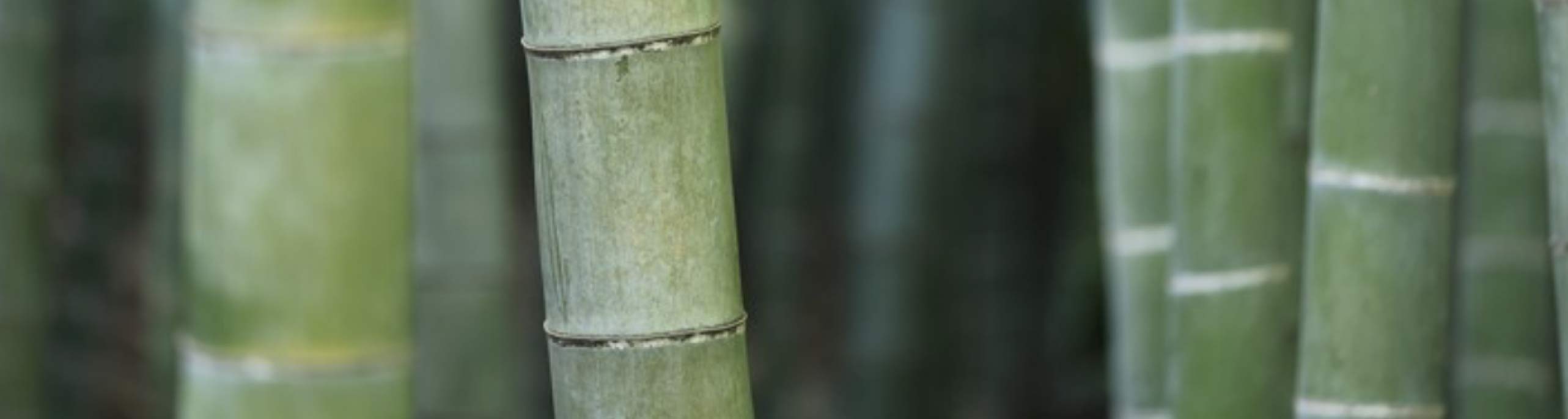 bamboo stalks in forest