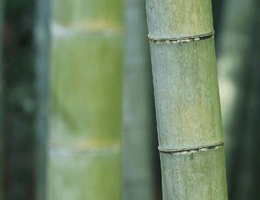 bamboo stalks